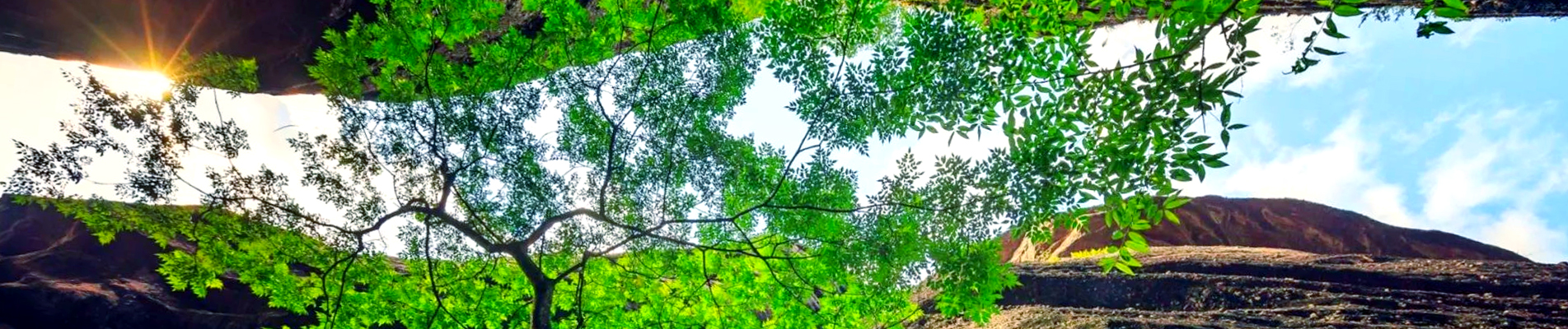 Umweltschutz Taro-Chips